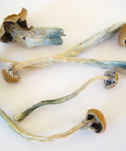 Best place to buy psilocybe cubensis spores