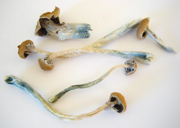 Best place to buy psilocybe cubensis spores