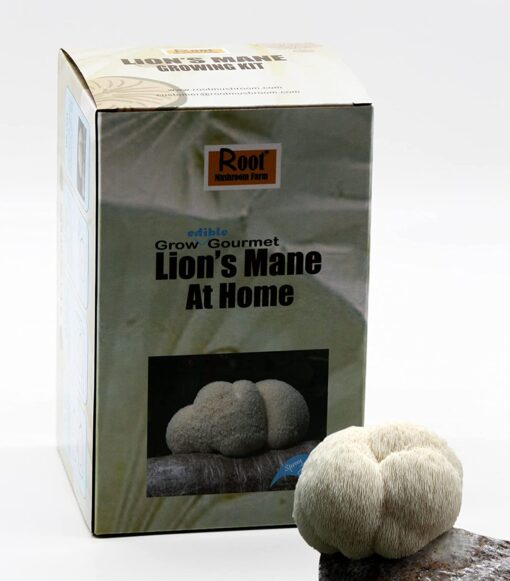 lion's mane mushroom kit