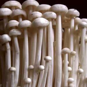 Enoki mushrooms near me